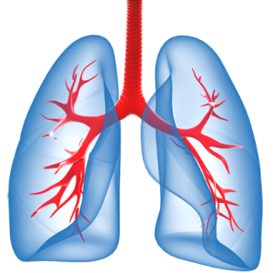 Lungs PNG