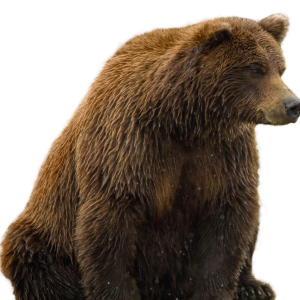 bear PNG