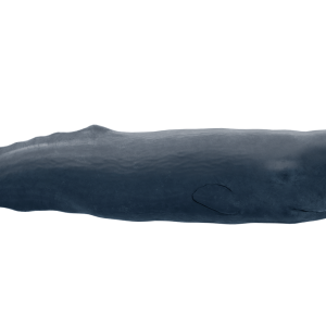 Sperm whale PNG
