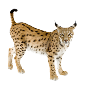 Lynx PNG