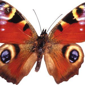 Butterfly PNG