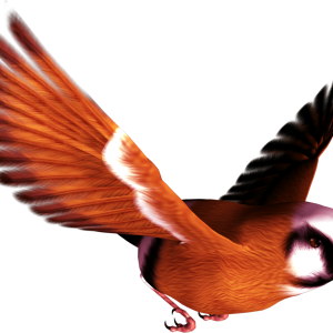 Bird PNG