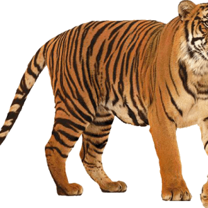 Tiger PNG