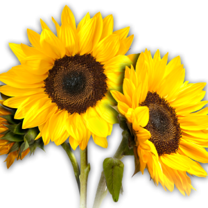 Sunflowers PNG
