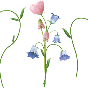 Bellflower PNG