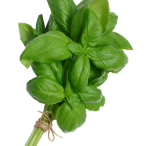 Basil PNG