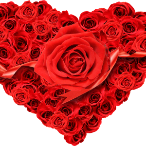 Rose PNG