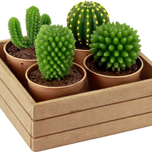 Cactus PNG image
