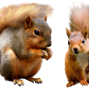 Squirrel PNG