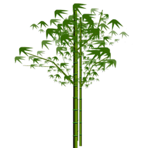 Bamboo PNG
