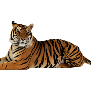 Tiger PNG