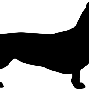 Dachshund PNG