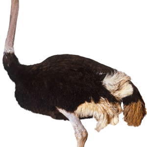 Ostrich PNG