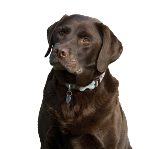 Labrador Retriever PNG