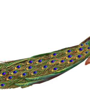 Peacock PNG