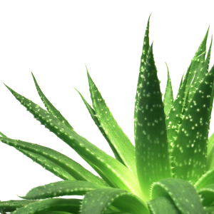 Aloe vera PNG