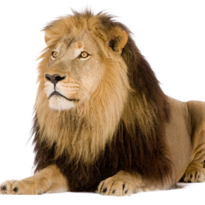 Lion PNG