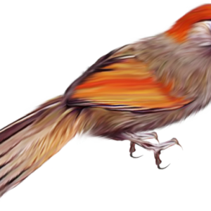 Bird PNG