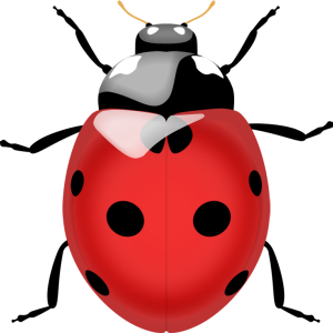ladybug PNG image