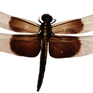 Dragonfly PNG