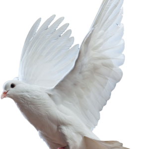 white dove pigeon PNG