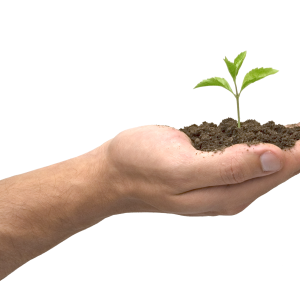 Soil in hand PNG
