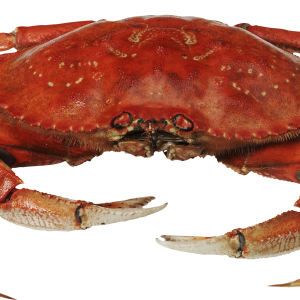 Crab PNG