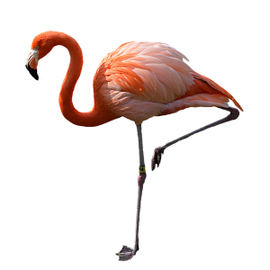 Flamingo PNG