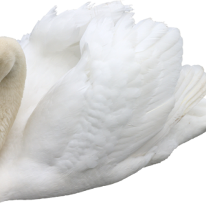 Swan PNG