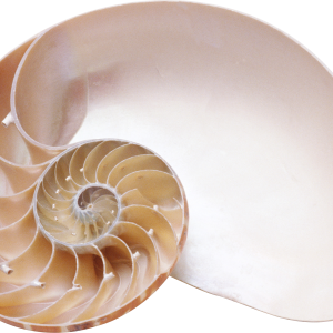 Seashell PNG