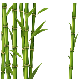 Bamboo PNG