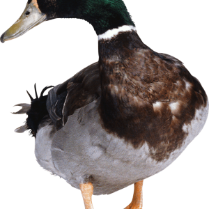 Goose PNG