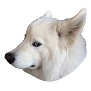 Samoyed PNG