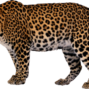 Leopard PNG