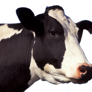 cow PNG