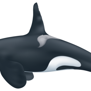 Killer whale PNG