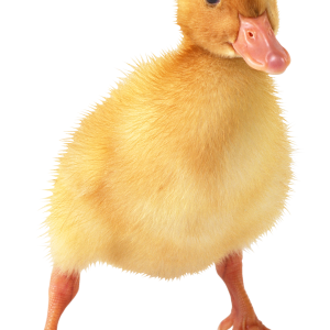 Little duck PNG image