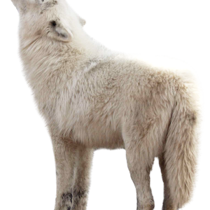 Wolf PNG