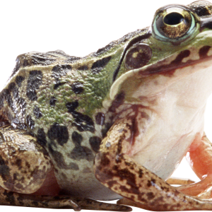 Frog PNG