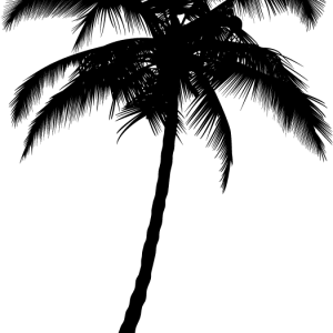Palm tree PNG