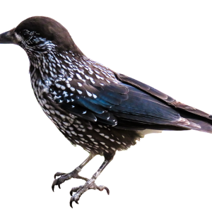 Bird PNG