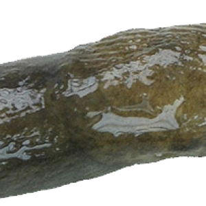 Slug PNG