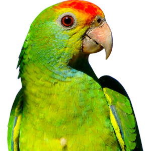 Parrot PNG image