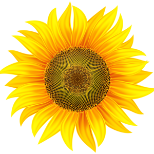 Sunflower PNG