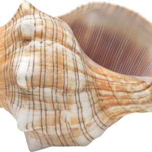 Conch PNG