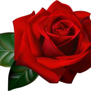 Rose PNG