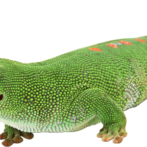 Gecko PNG