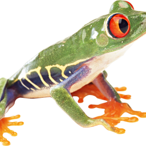frog PNG image