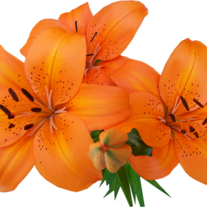 Lilium PNG