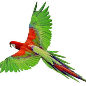 Flying green parrot PNG images, free download